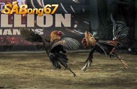 sabong67|Tổng Hợp Video Gà Đòn Hấp Dẫn Kịch Tính Nhất .